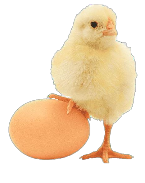 Poultry farming benefits — supplied brochure page 17