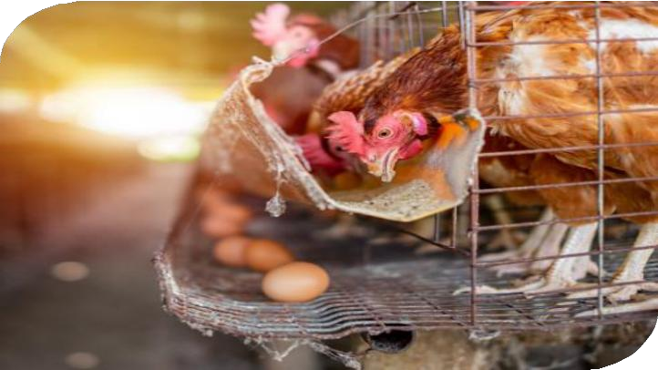 Egg production and egg hygiene — supplied brochure page 16