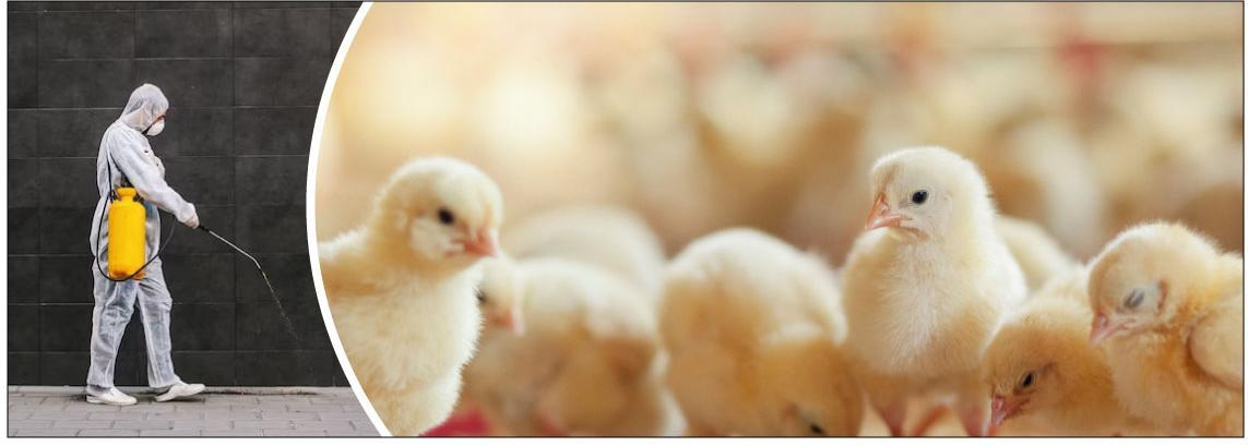 Agro Viox poultry disinfection — supplied brochure page 1