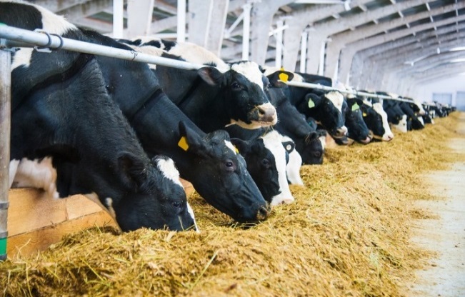 Dairy farm — AGRO slide 27