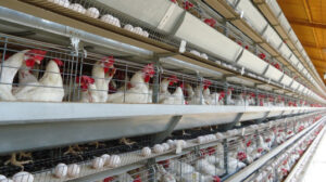 Cage Systems