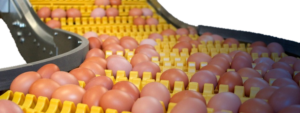 Cage Systems