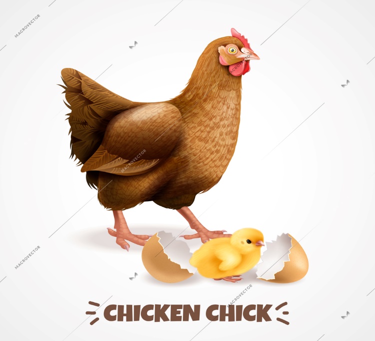 Hen and chick illustration — AGRO slide 17