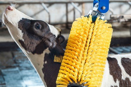 Cow swinging brush — AGRO slide 20
